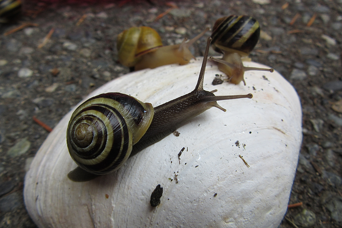 喂养蜗牛需注意饮食习惯,生活环境,喂食量和次数以及生活习性等方面.