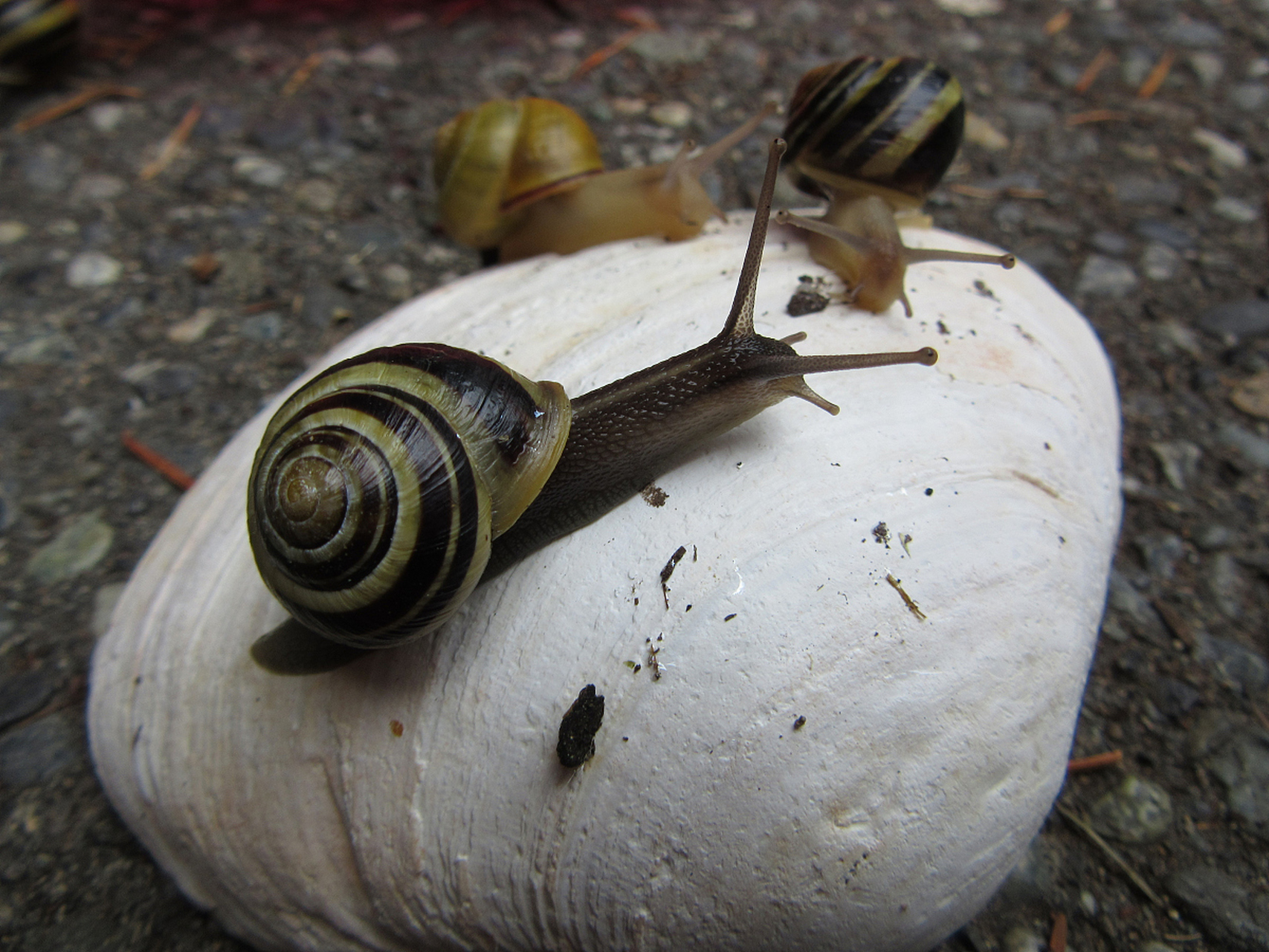 喂养蜗牛需注意饮食习惯,生活环境,喂食量和次数以及生活习性等方面.