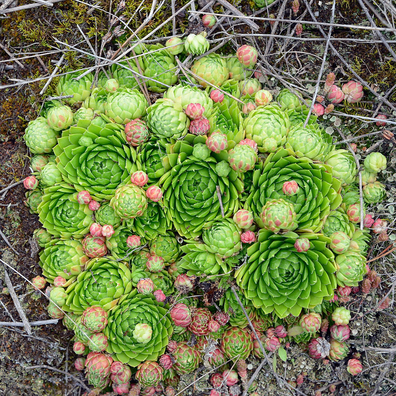 山地玫瑰 山地玫瑰是景天科莲花掌属,花语是"永不凋零的爱".