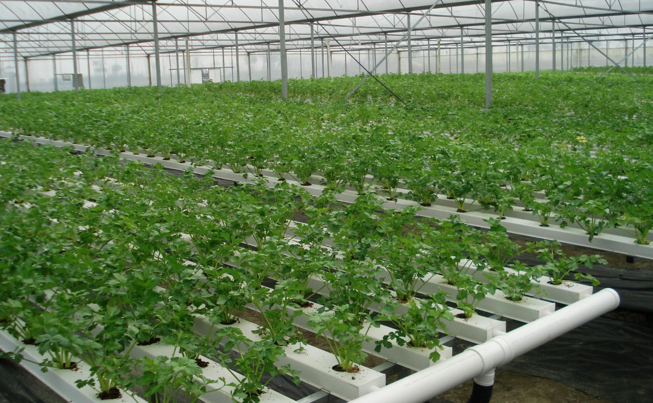 怎样才能更好的栽培优质蔬菜,先掌握无土栽培技术