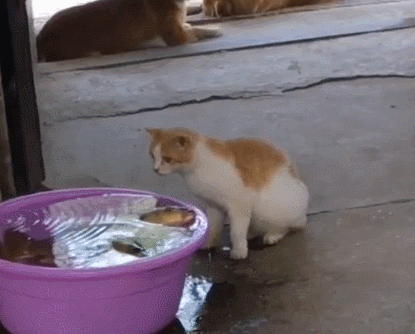 猫咪又在偷鱼吃,家里的狗子不乐意了,上去一爪子就把猫咪按倒!