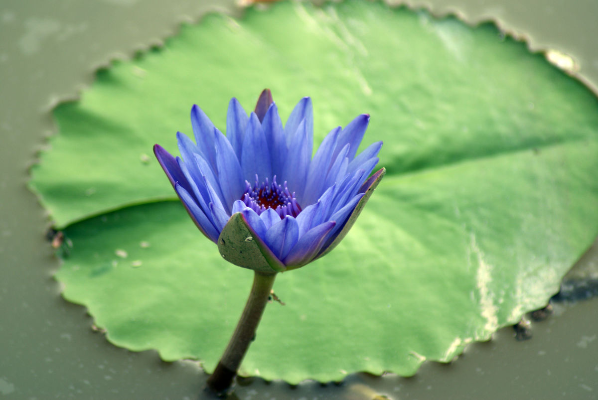 心理学:4朵水莲花,你喜欢哪朵?测有什么好事在你身边发生