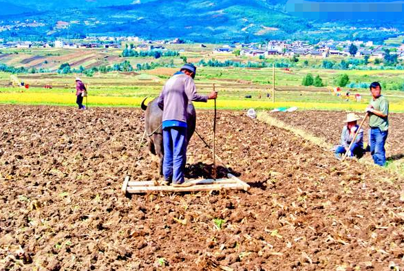西安农民犁地挖出铜老虎,考古家一看金字,笑道:秦始皇生前遗物