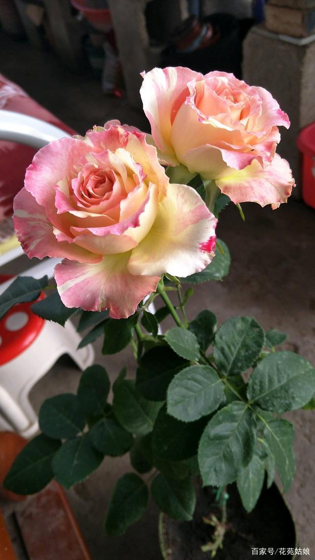 月季新贵"莲花",花朵超有仙女范,四季盛开适合盆栽!