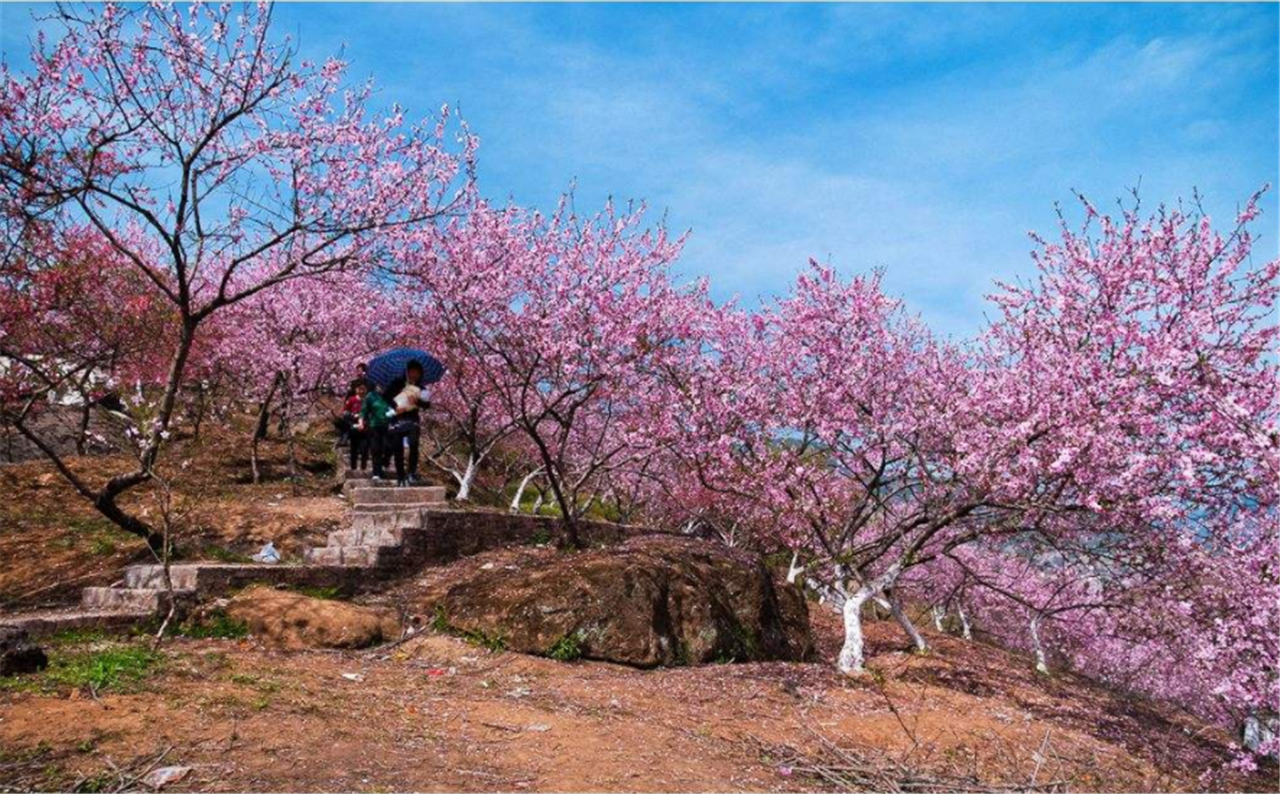 江西新建"桃花岛"对外开放,游客表示:下次还想去