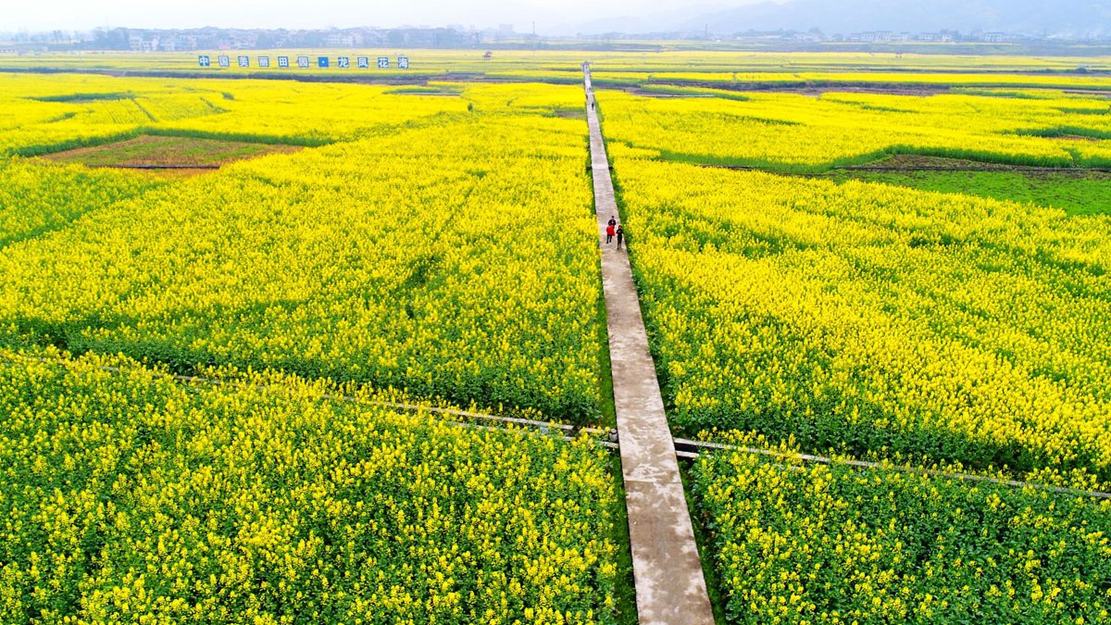 潼南油菜花高清图片图片