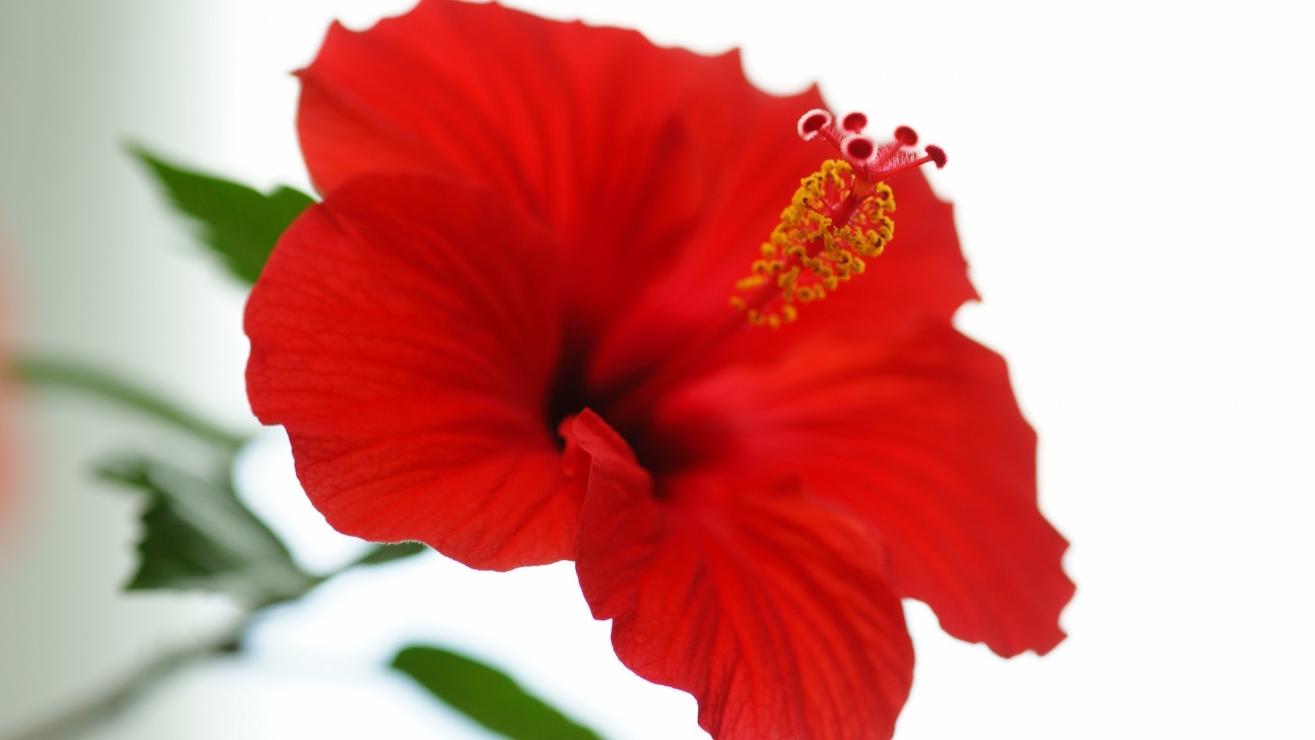 一年四季都开花的扶桑花,高清壁纸图片,鲜花背景