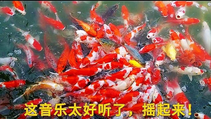 会听音乐的鱼群,美美哒!值得收藏!