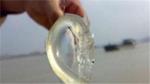 家住黄河边的农村小伙,在河中钓起一条罕见的透明鱼种!