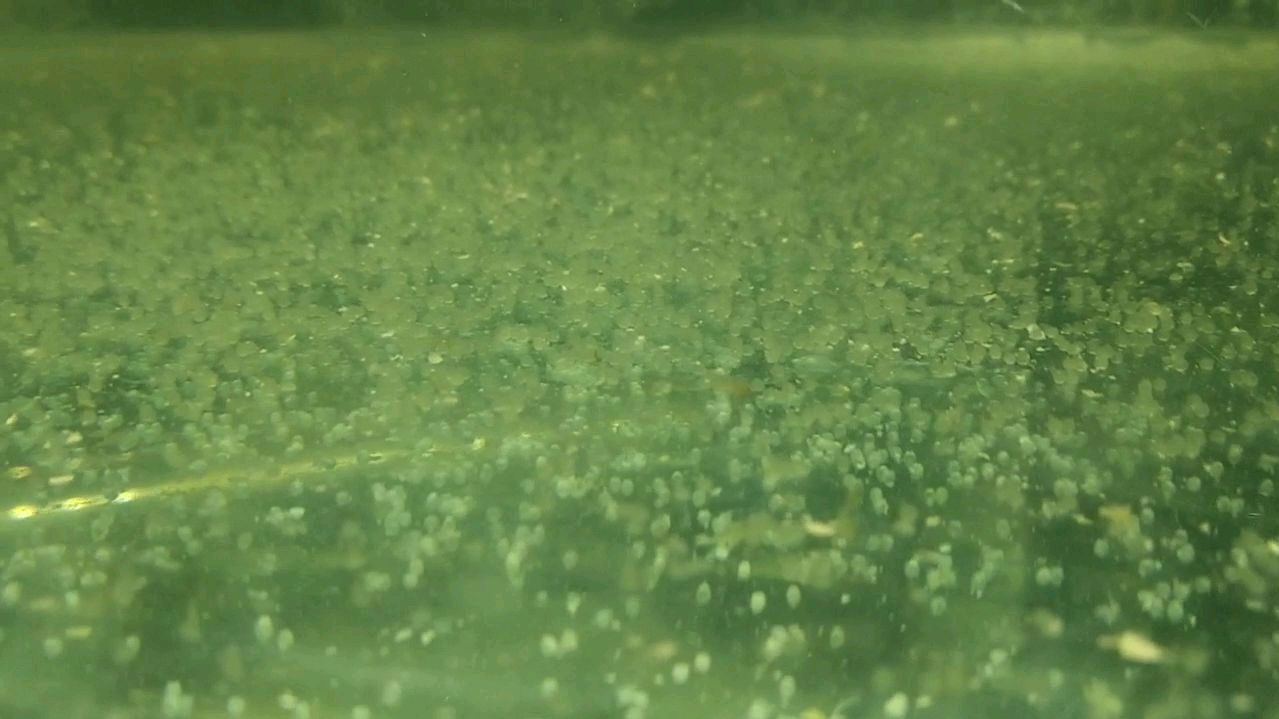 金鱼产卵了,怎么办?