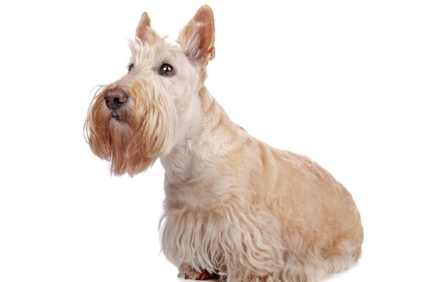 苏格兰梗在喂养的时候需要注意什么问题?