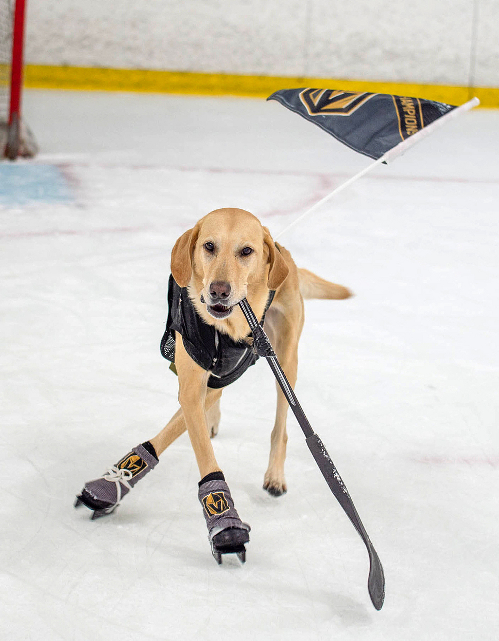 搞笑有内涵#  为什么小狗不喜欢滑冰? 因为他们总是不喜欢滑倒!