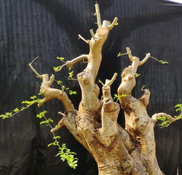 这"3种"贵盆景,山上挖树根,带回家养成老桩树,个个价值连城