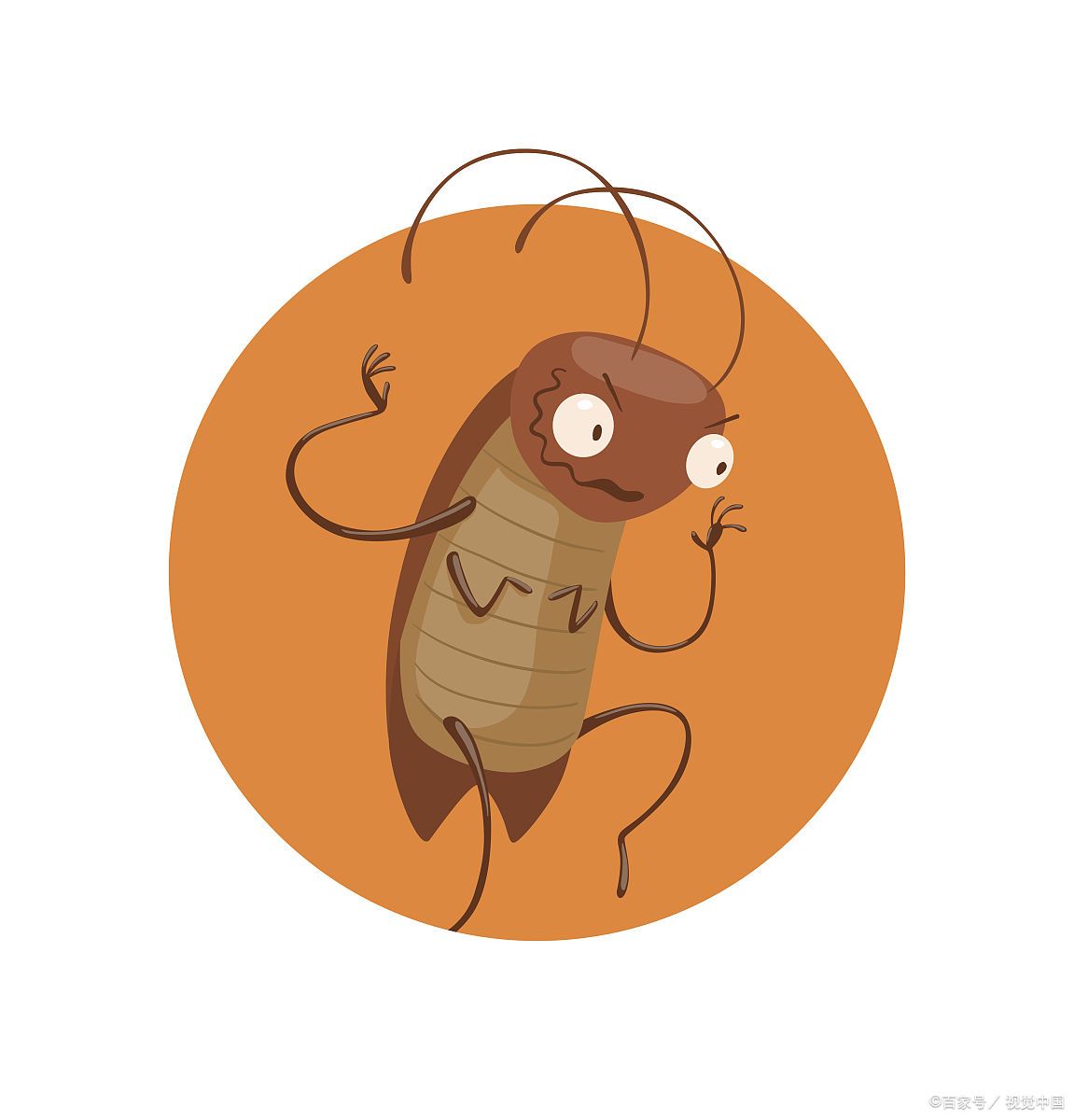 九成人都不懂"蟑螂的天敌"是啥,屋里放个它,蟑螂就"主动消失"