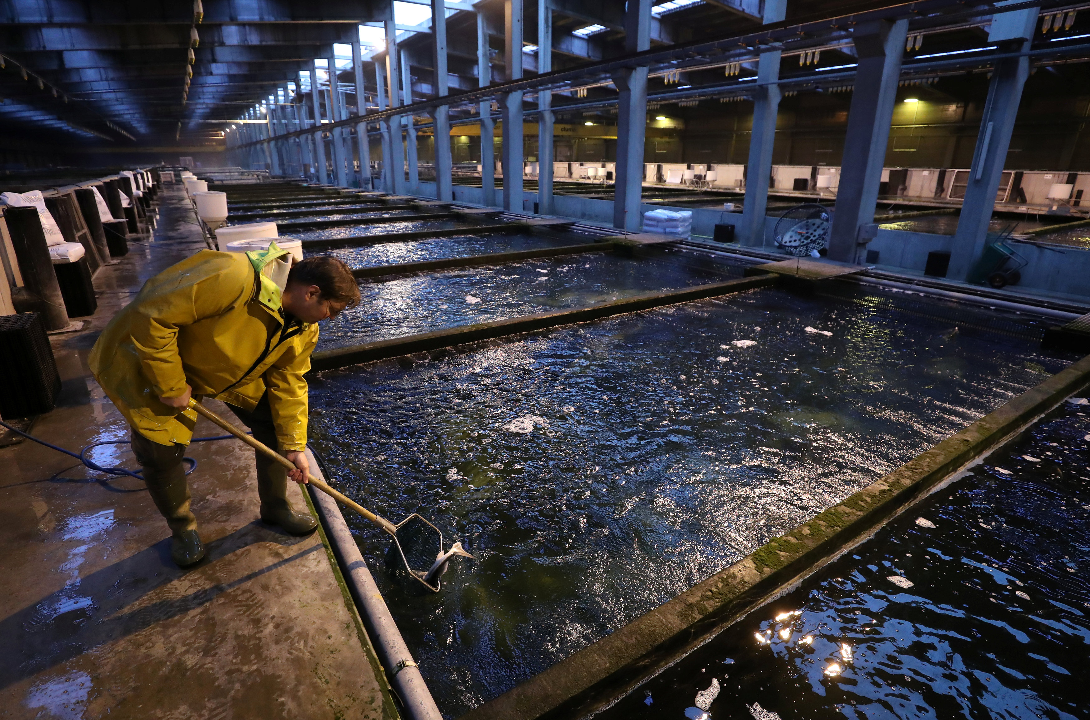 比利时鲟鱼养殖场