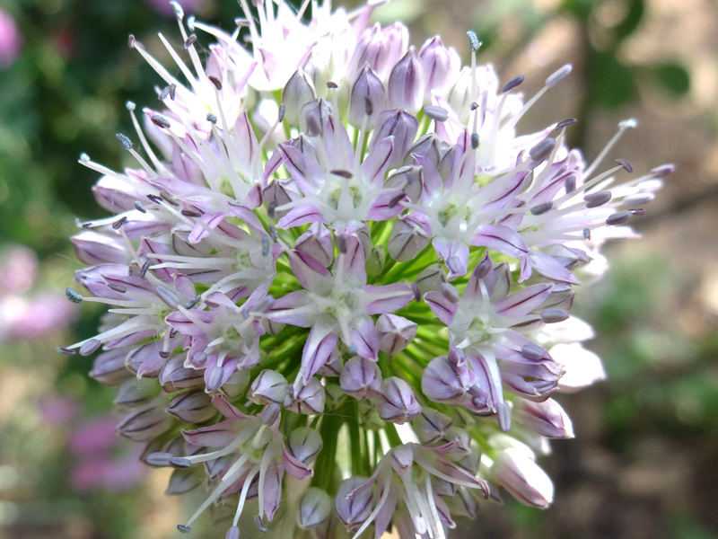 乡村这种植物野草,人称"贼蒜",炒肉是一绝,若见到,请带回家