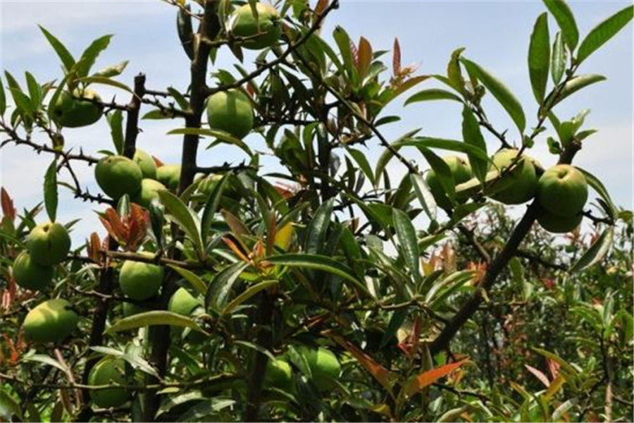 木瓜- 热门商品专区