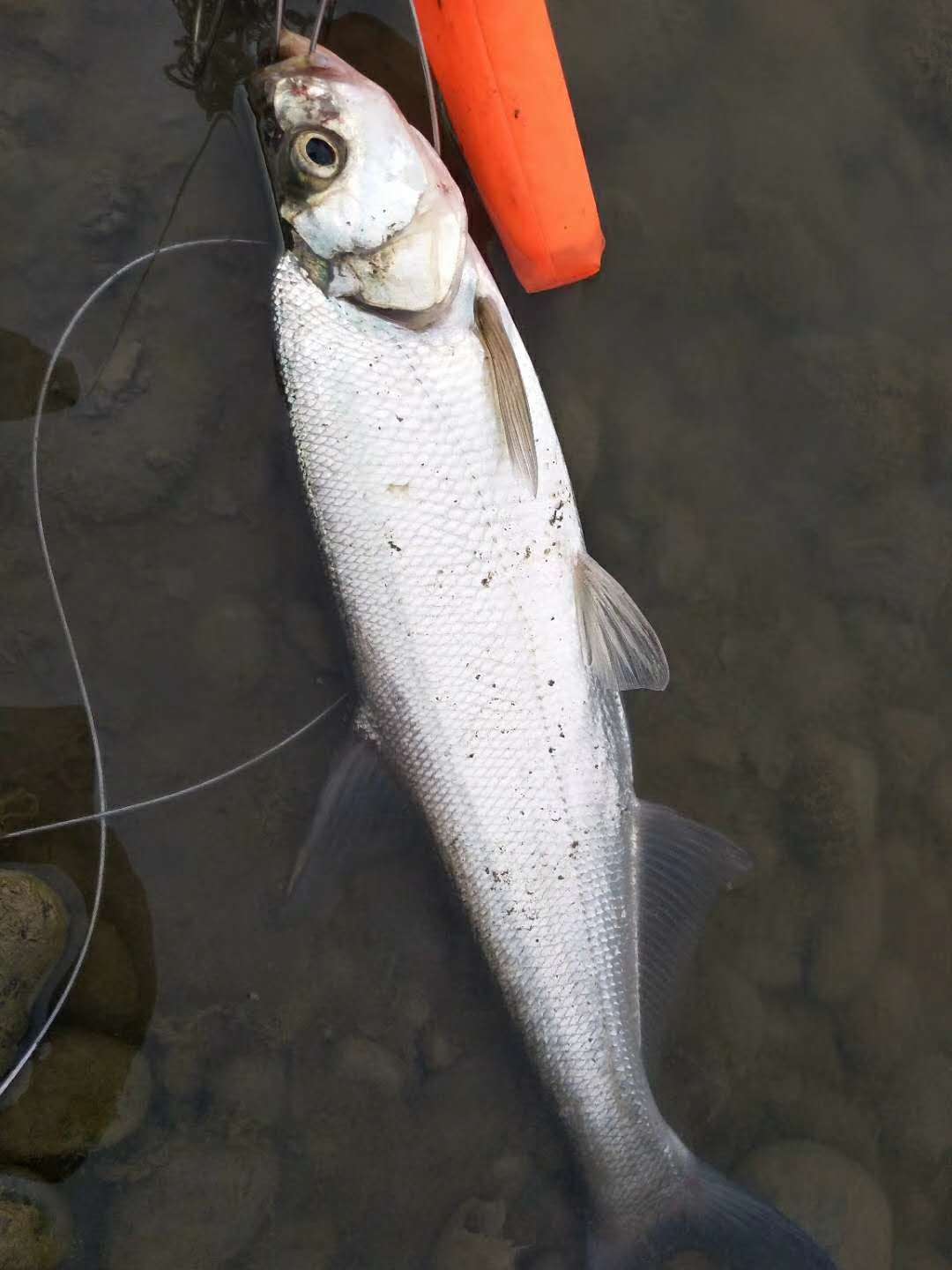 【渔情快报】彭山滴水岩  路亚起翘壳
