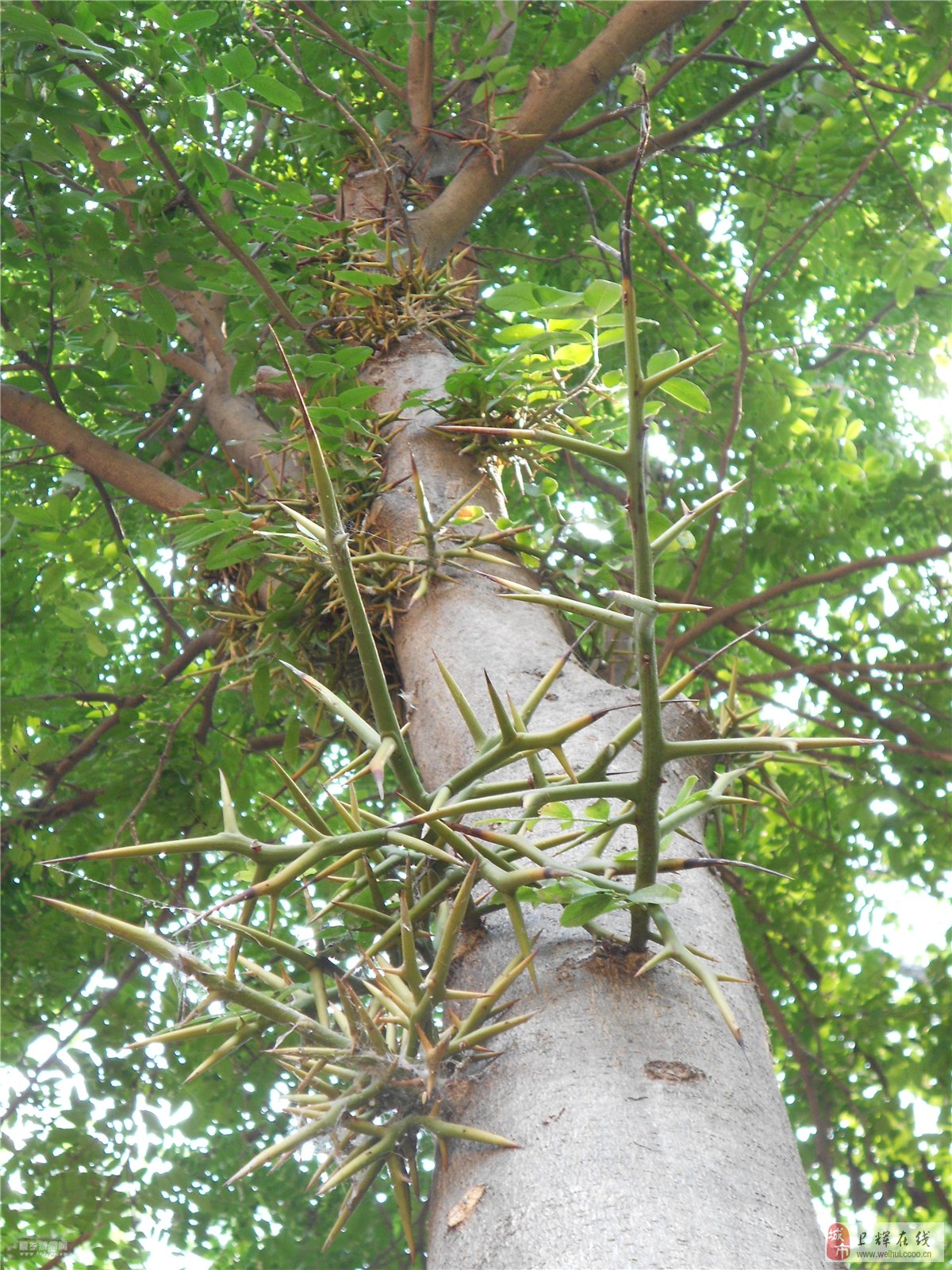 狗角刺树图片