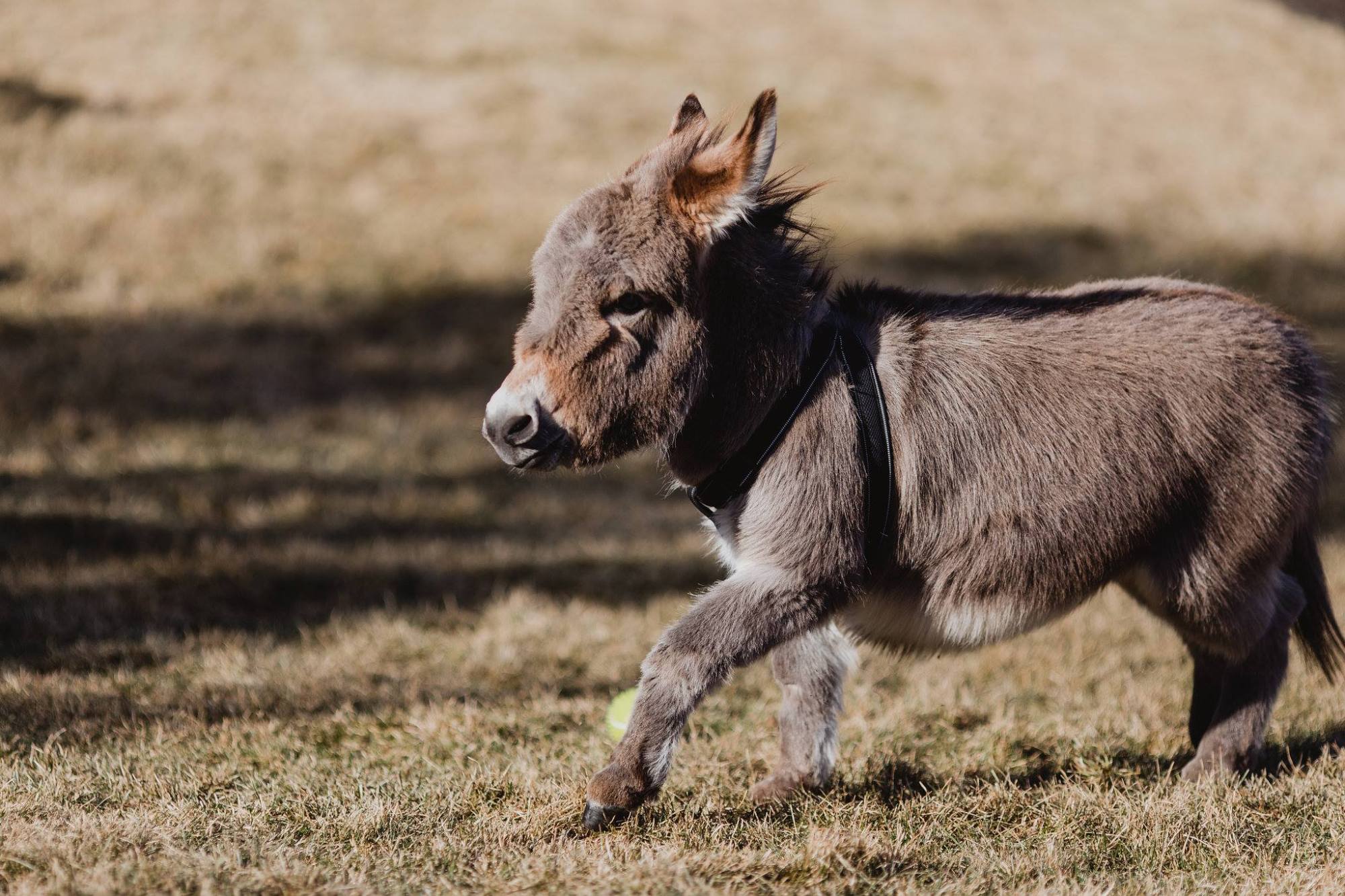 迷你驴在家里养久了,真把自己当成汪星人了,每天就爱扔枕头玩