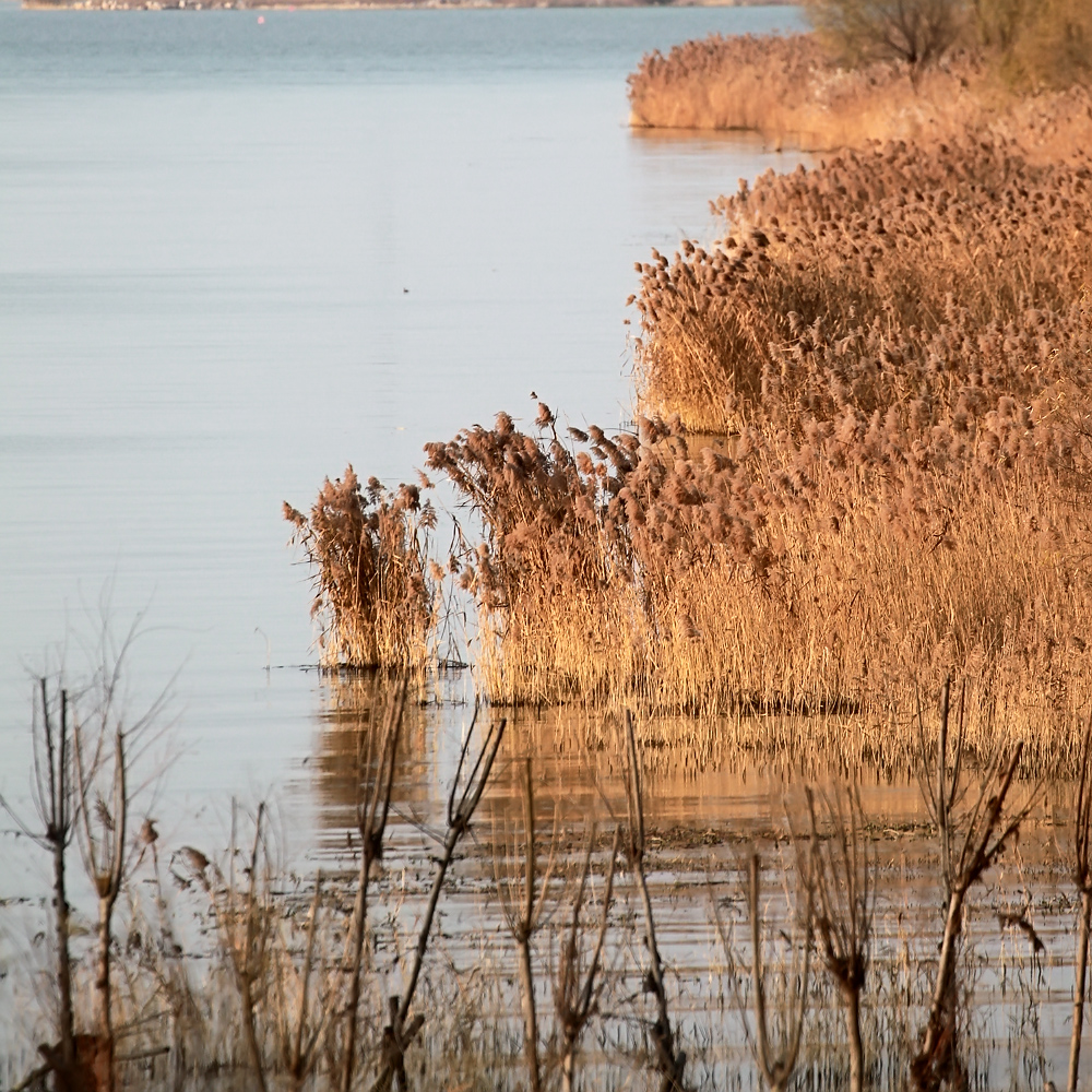 冬日里生长在洪泽湖水边的芦苇泛黄像一幅油画