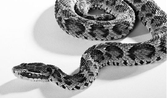 春游踏青被蛇咬伤 三角形头的蛇一定有毒吗