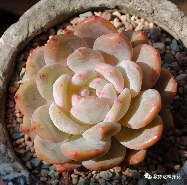 多肉喂了点"胡萝卜洋葱汁",肥嘟嘟红灿灿,越长越仙!