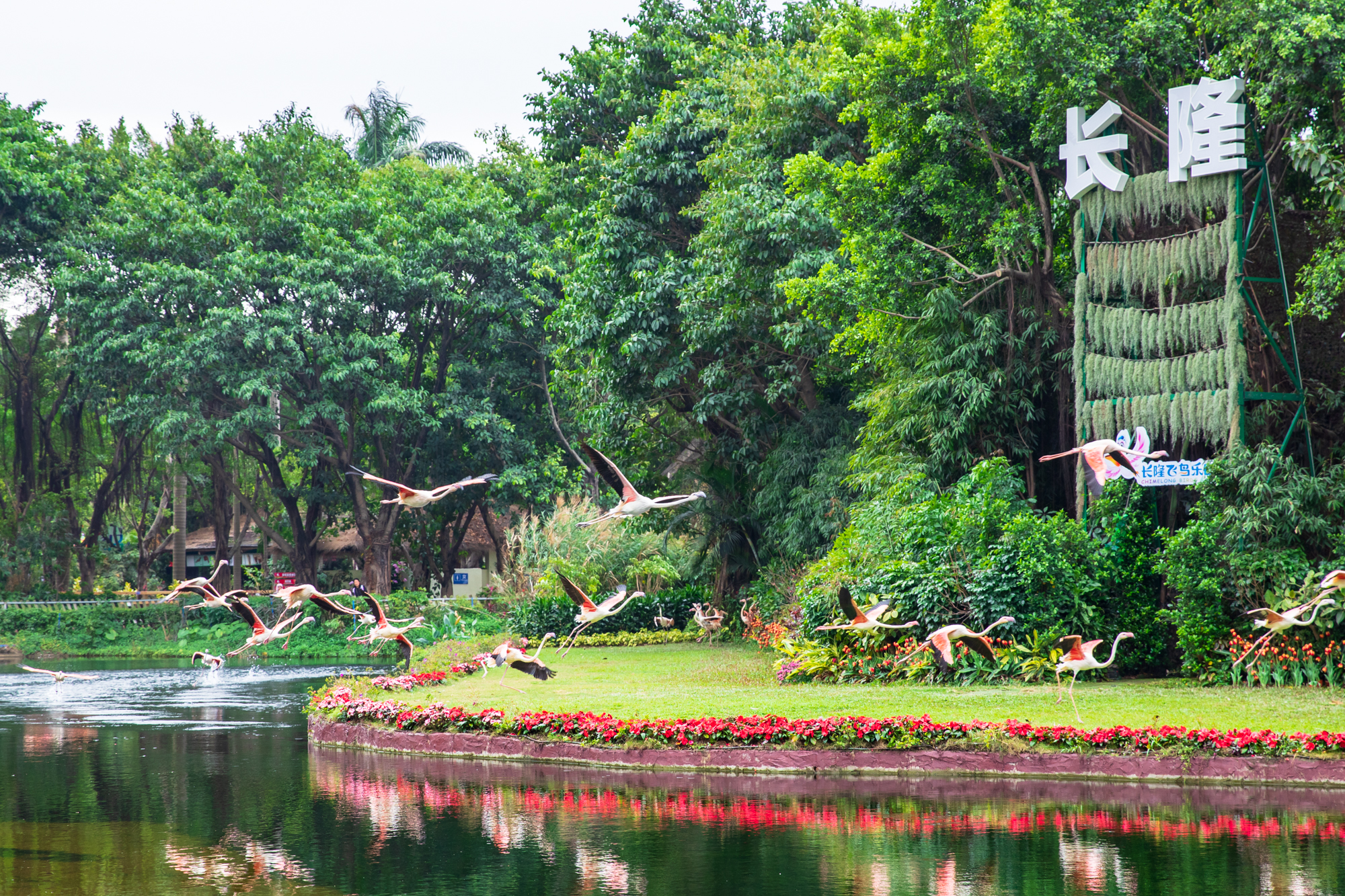 广州长隆飞鸟乐园全新升级 国内首例火烈鸟繁殖种群飞翔展示