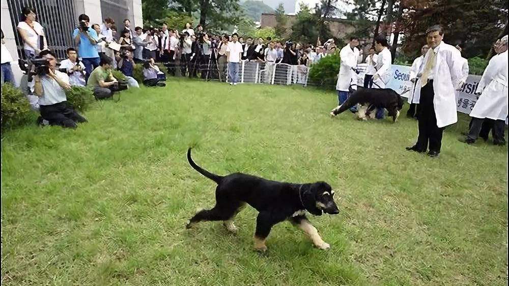 首只警用克隆犬昆勋,通过考核成为"公务员,正式入警履新!