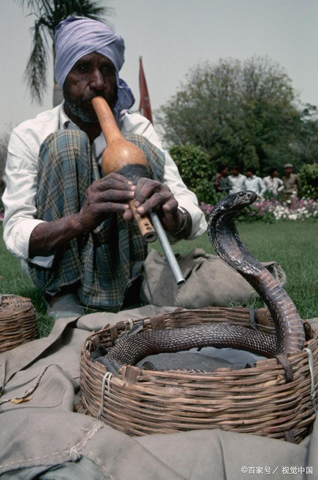 印度眼镜蛇另一个熟为人知的形象,就是作为印度街头卖艺者的表演工具.