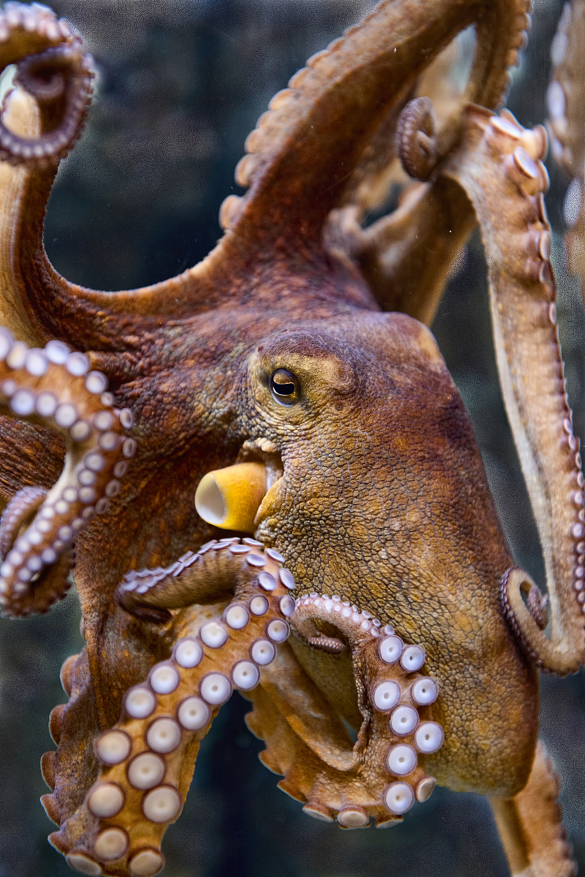 日本现巨型章鱼# 近日,日本海域惊现一只巨型章鱼,引起了广泛关注.