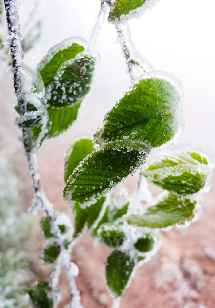 奈何冬雪压迫,绿色依旧,琵琶遮半,娇面朦胧