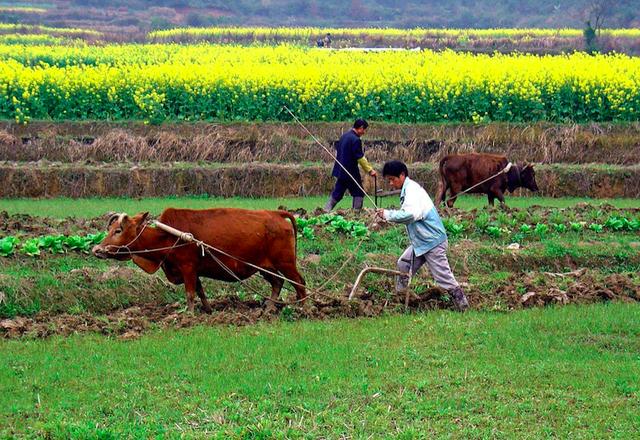 老人讲,今年"二龙治水,十一牛耕田,十人分饼",什么意思?