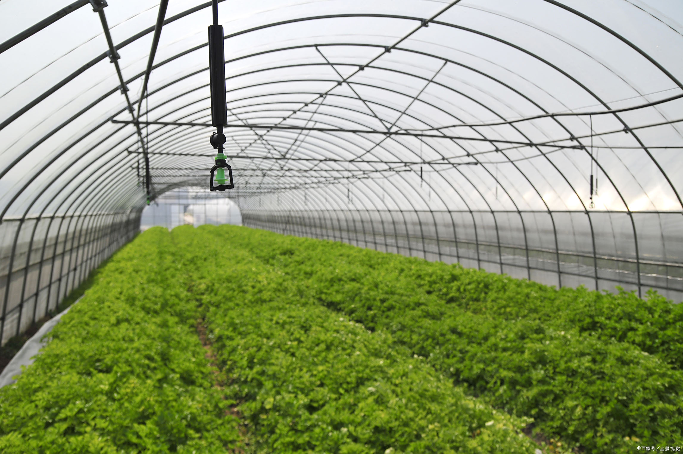 大棚- 热门商品专区