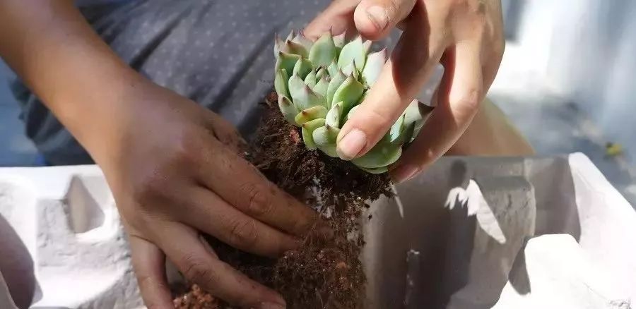 多肉修剪技巧,剪1根长1盆,再也不用在外面买了!划算!