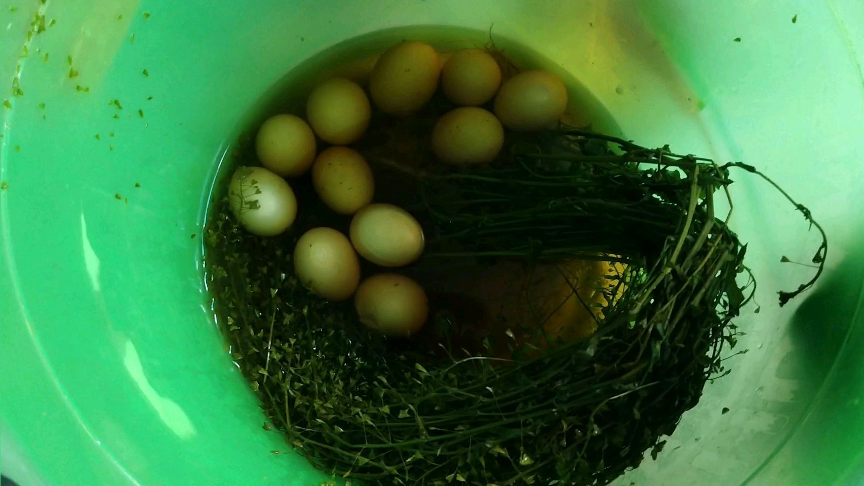 三月三农村家家都用这种野菜煮鸡蛋,吃了可以去头屑,你试过吗?