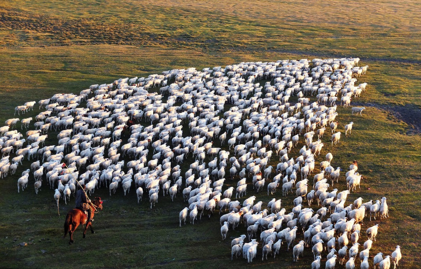 金秋呼伦贝尔,羊群悠然吃草,整个草原飘着爱的味道!