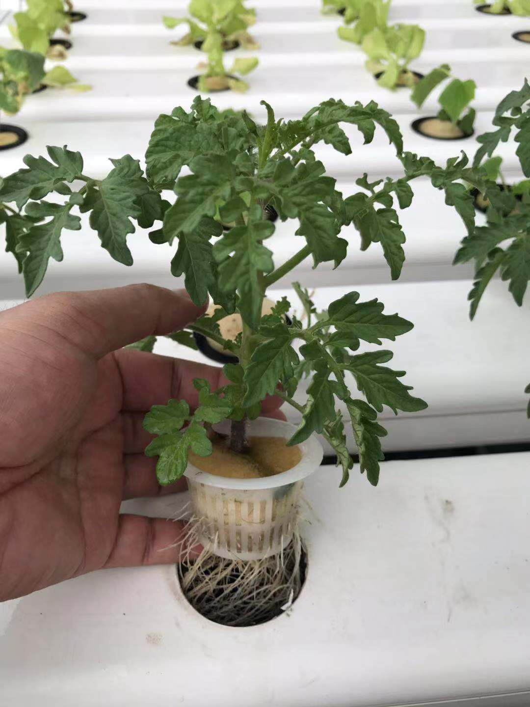 南通荣成农业 水培番茄