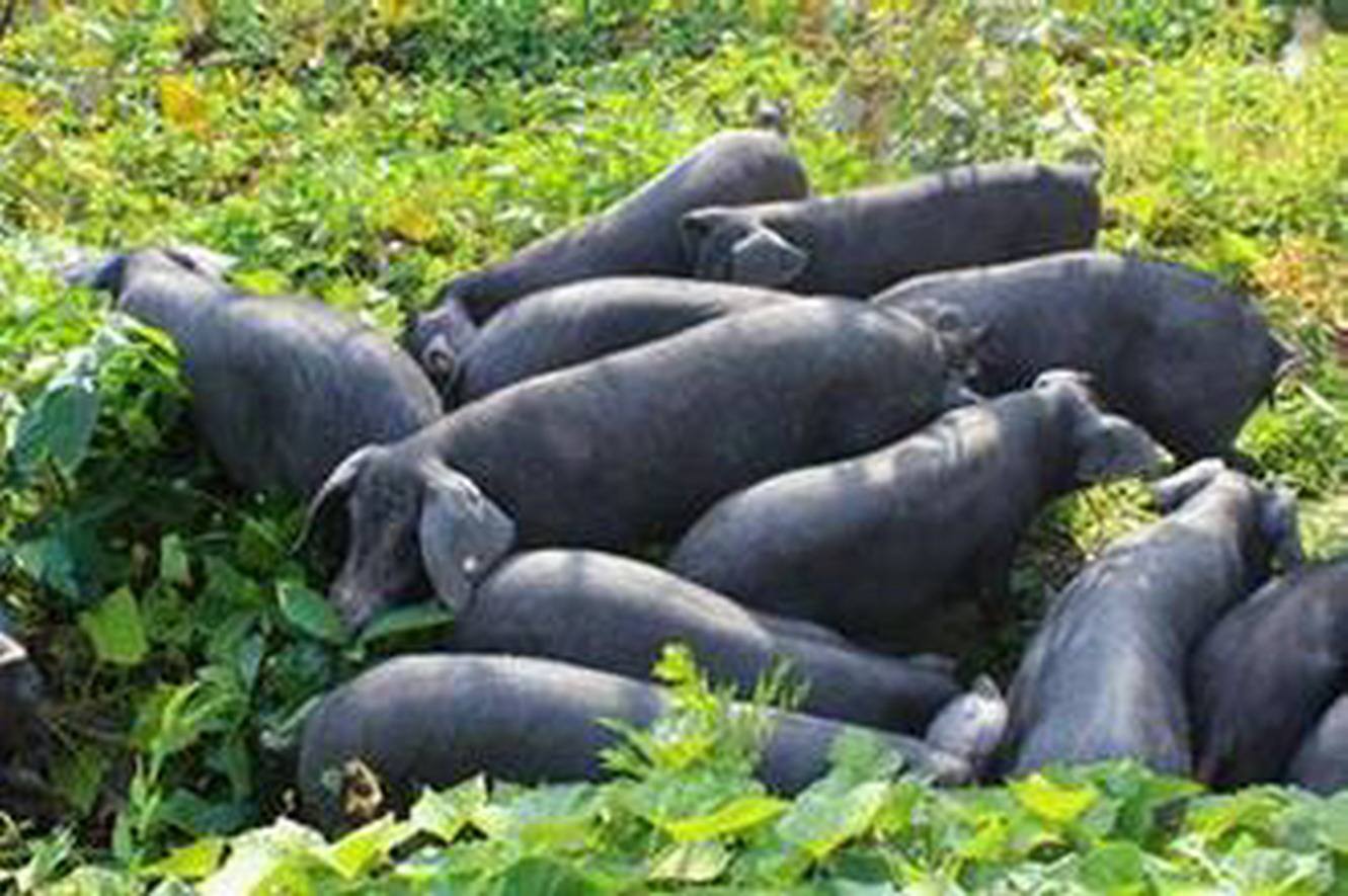 黑猪的瘦肉率很高,日常的饲养管理尤为重要,尤其是这几点!