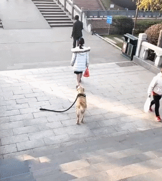 主人佛系遛狗,金毛无奈自己低头咬住狗绳:算了,我自己遛自己