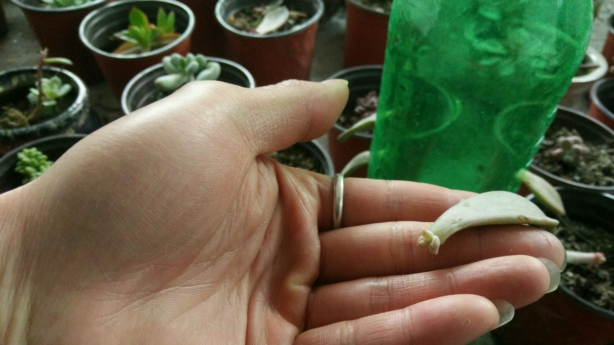 多肉快速繁殖?小姜之前叶插的多肉活了,这种水诱生根法值得一试