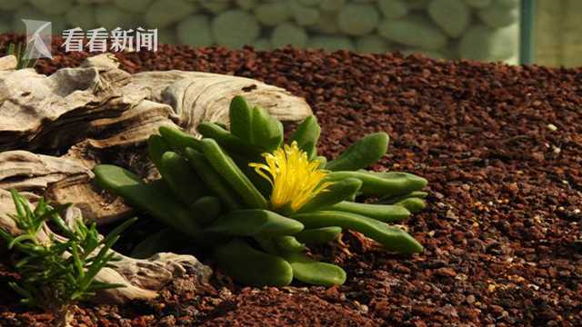 冬日花依旧 上海植物园发布大雪时节赏花指南