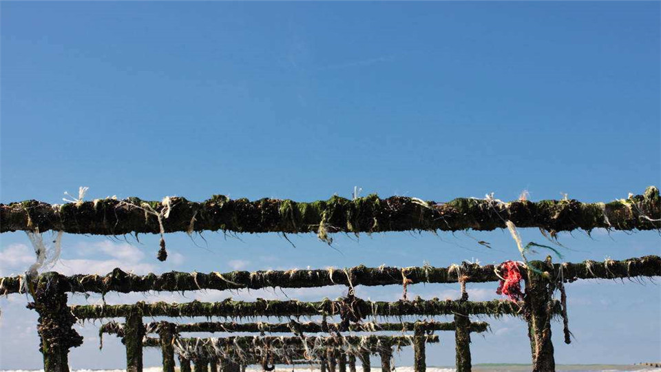 你对贻贝的筏式采苗了解多少呢