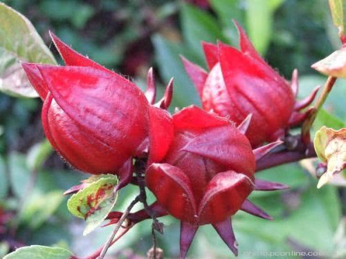 很多人都听过它的大名,都说它是生血补血神果