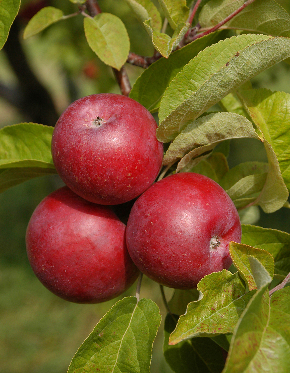96鸡心果是什么果,适合哪里种植  鸡心果就是一种热带水果,学名为番