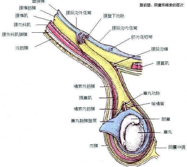 16岁男生突发蛋疼