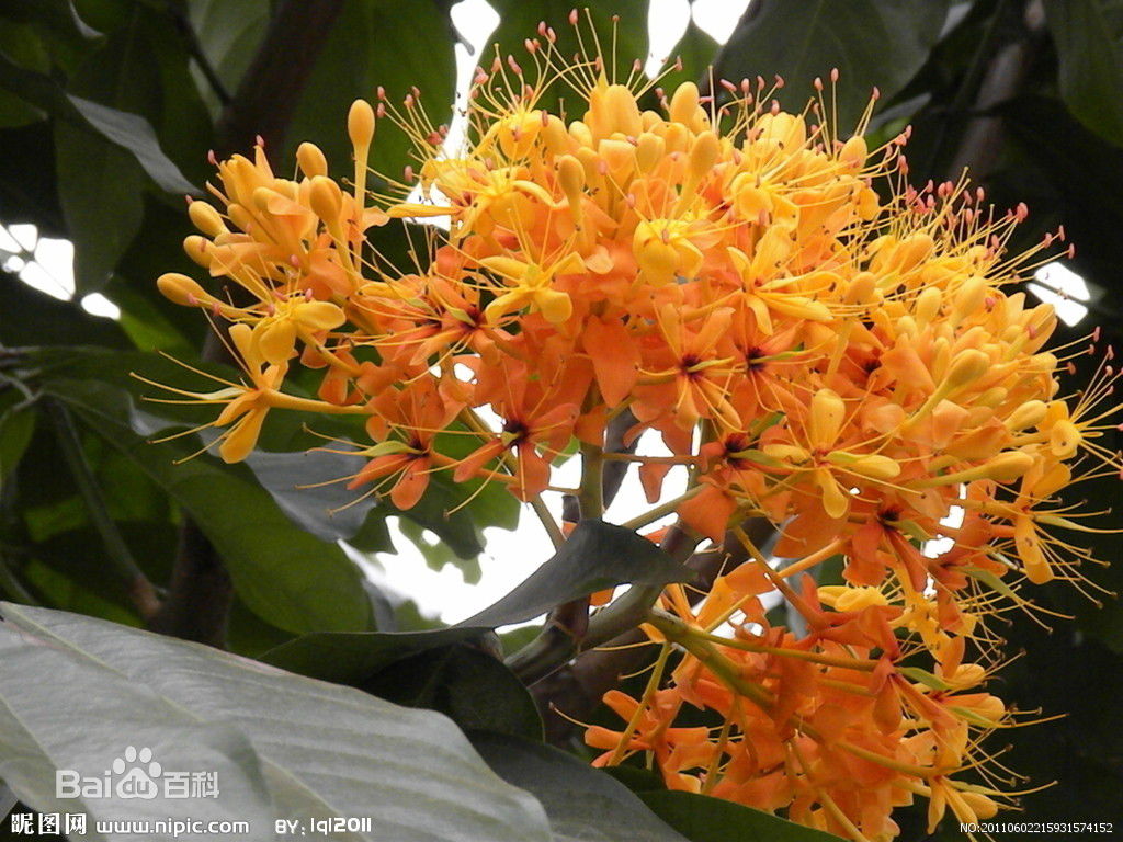 佛教中的圣花——无忧花的花语和典故