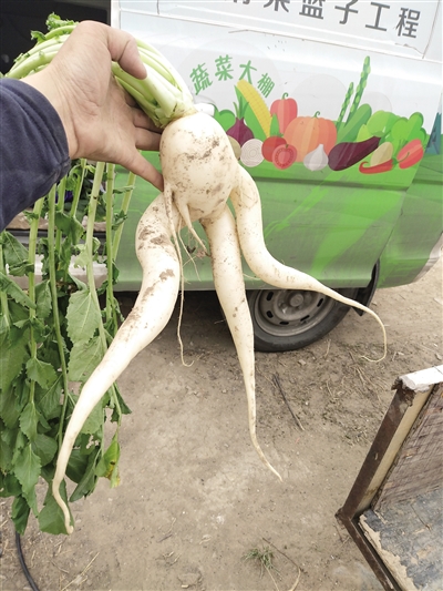 "长腿"萝卜萌翻众人