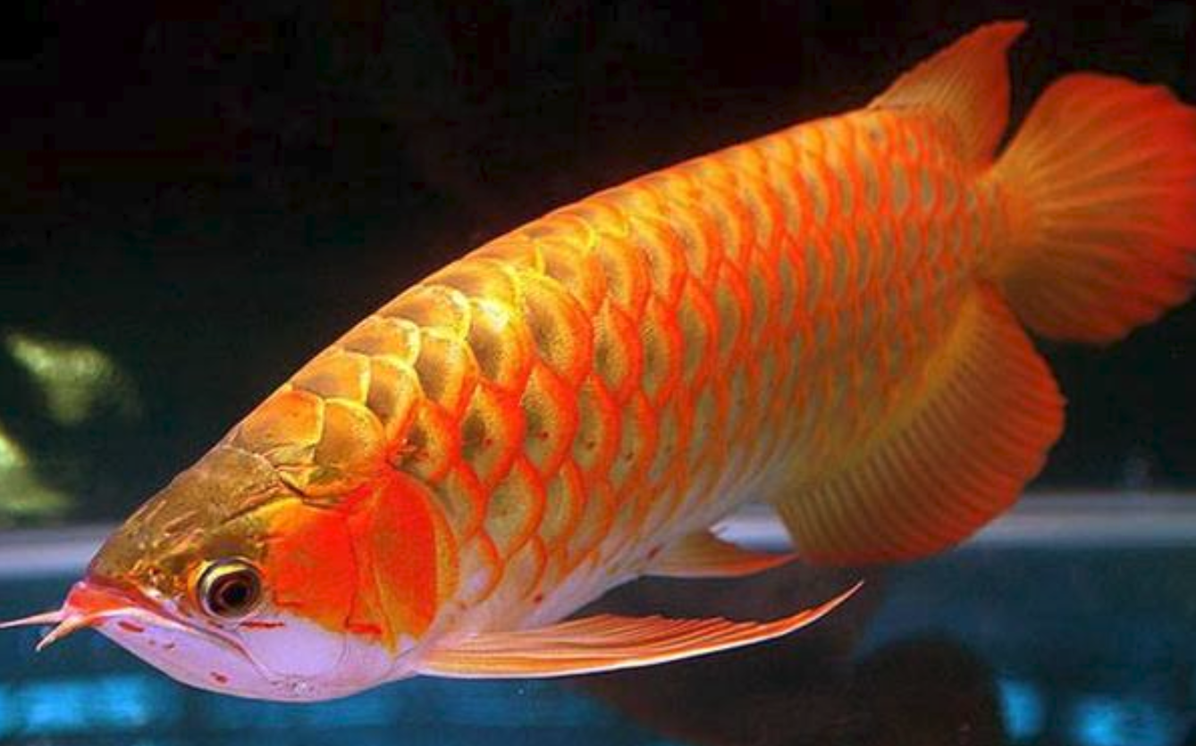 鲤鱼跃龙门的龙门 - 2020年最新商品信息聚合专区 - 百度爱采购