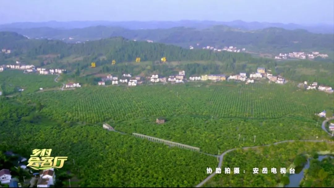四川电视台30分钟详解,安岳柠檬如何持续擦亮金字招牌